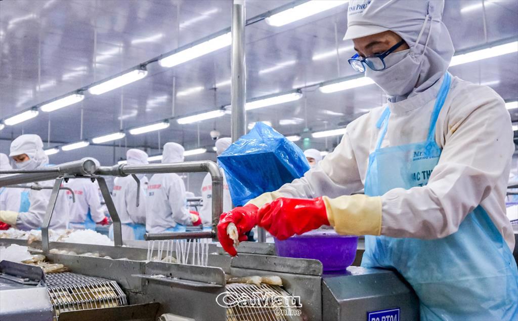 Ngành tôm Cà Mau - Phát triển chưa tương xứng với tiềm năng: Mở rộng quy mô - nhu cầu và giải pháp