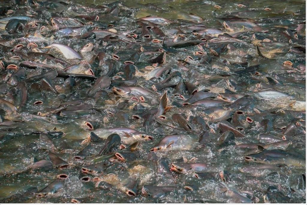 Ngành cá tra của Bangladesh có thể tuân thủ chứng nhận bền vững không?