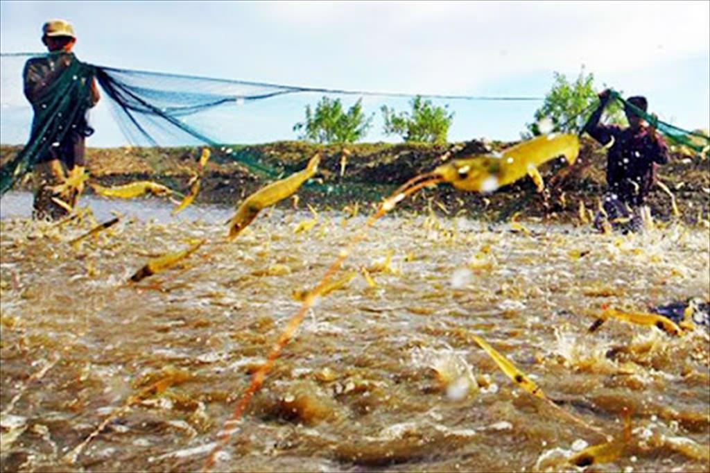 Indonesia: Giá tôm giảm trở lại ở các vùng sản xuất chính 