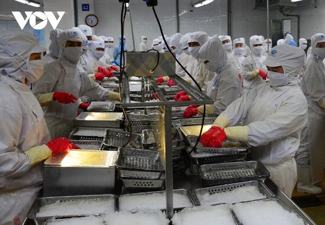 Tôm Cà Mau vượt khó, xuất khẩu đạt 1,1 tỷ USD 