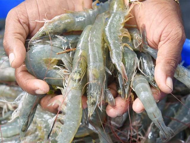 Ấn Độ: Giá tôm nguyên liệu tăng trong tuần 51 