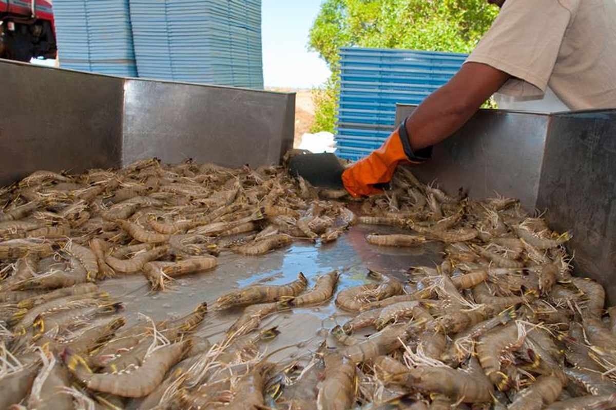 Ả Rập Sau di dự kiến tăng xuất khẩu tôm sang Nga vào năm 2022