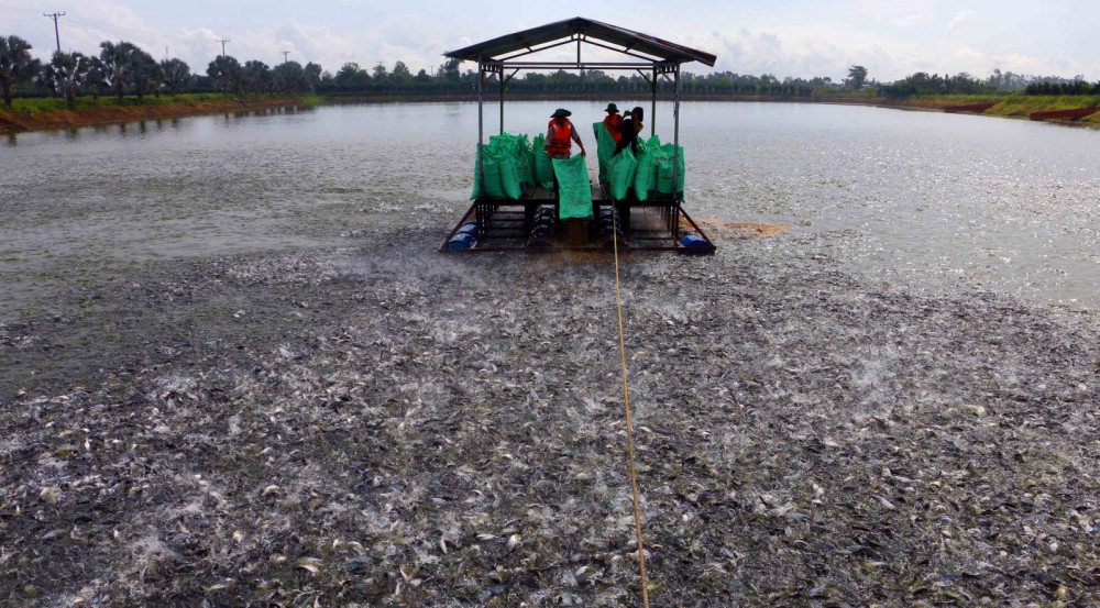 Bức tranh sản xuất, xuất khẩu cá tra năm 2021 và dự báo năm 2022 