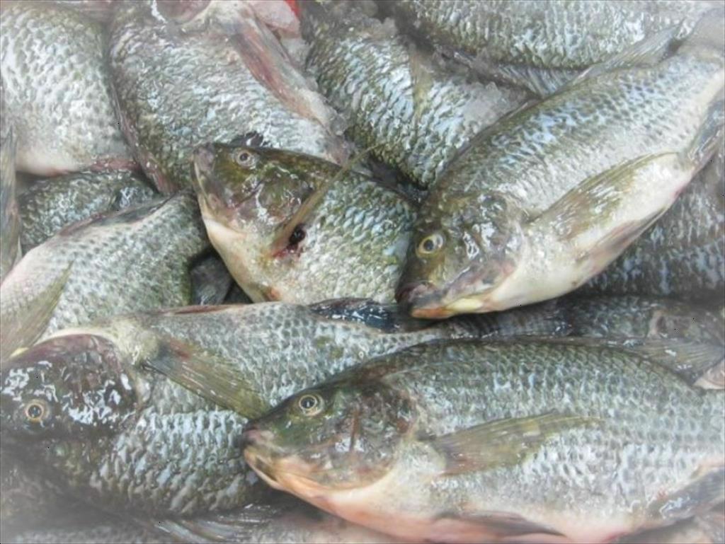 Nguồn cung tăng, nhu cầu thấp khiến giá cá rô phi Brazil giảm