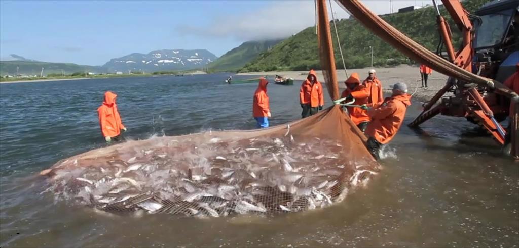 Năm 2021 Nga khai thác 4,9 triệu tấn cá 