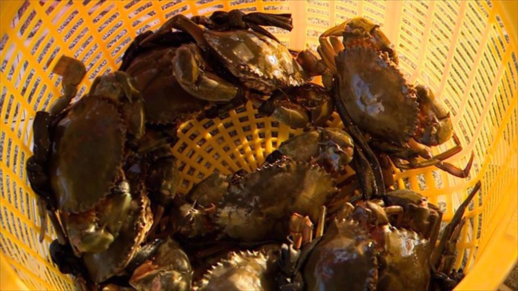 Cà Mau: Giá Cua vẫn ổn dù xuất sang Trung Quốc đang gặp khó