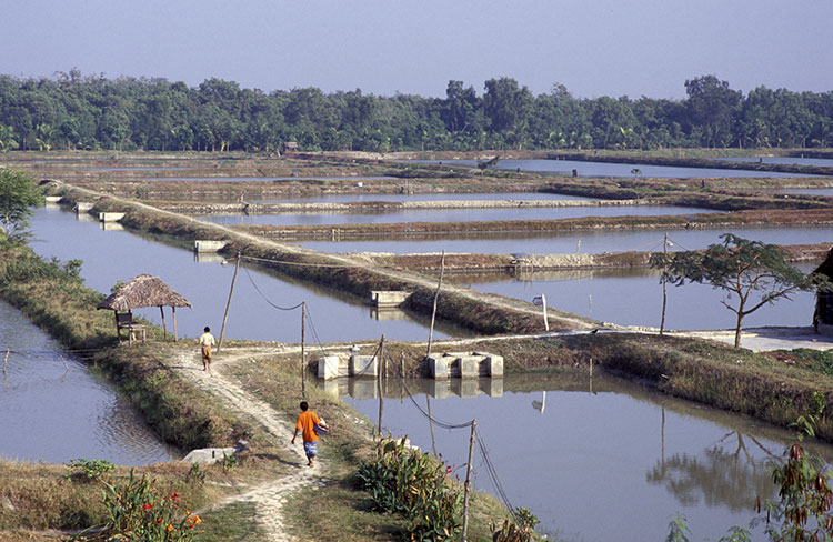 Xuất khẩu tôm sú của Bangladesh tăng trở lại