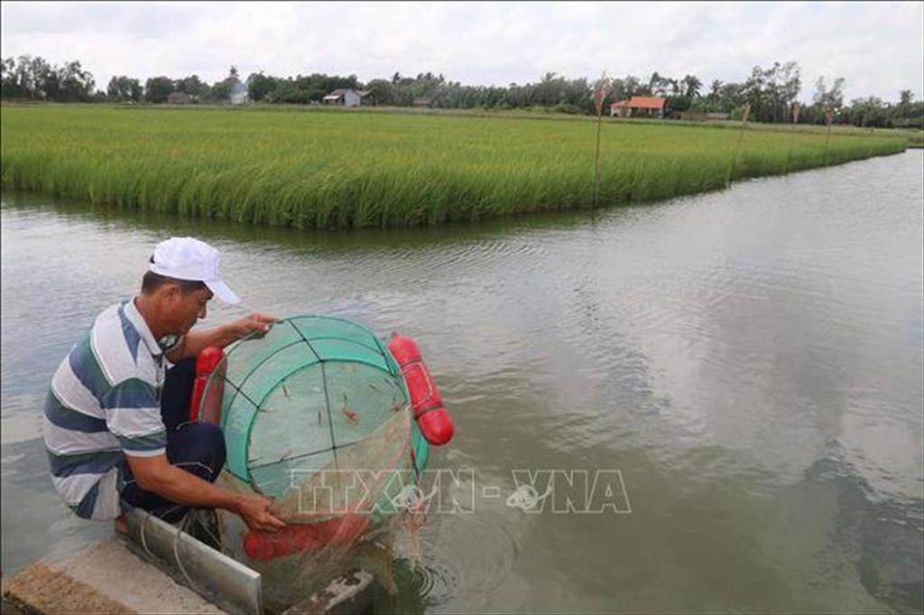 Nuôi tôm thâm canh mật độ cao cho lãi 400 triệu đồng/ha/vụ