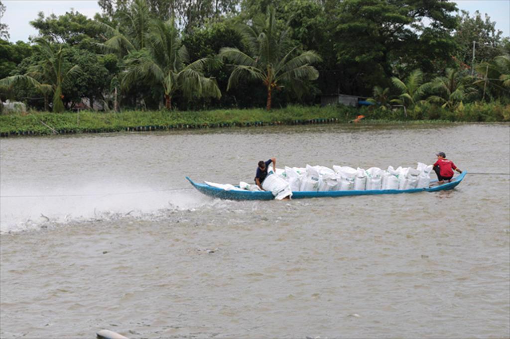 Đồng Tháp: Giá cá tra nguyên liệu tăng nhẹ