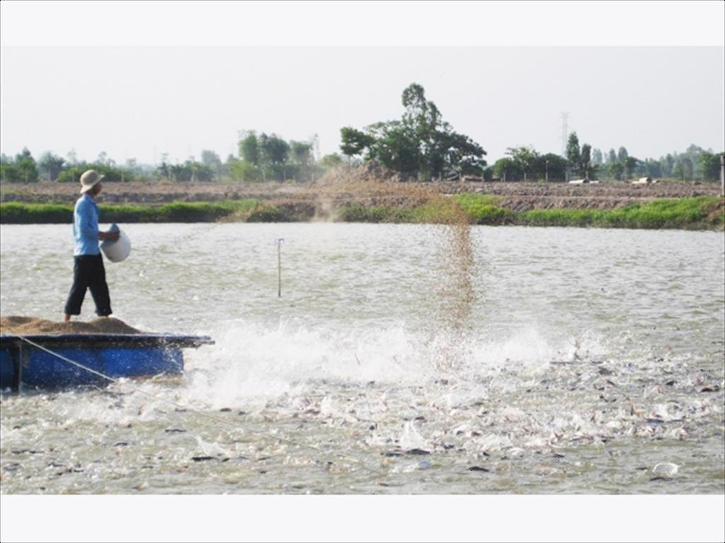 Vĩnh Long: Diện tích nuôi cá tra ao thâm canh giảm 5,8%