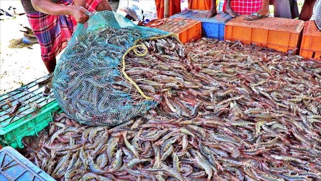 Giá tôm chân trắng nguyên liệu của Ấn Độ khởi đầu năm 2022 tăng  