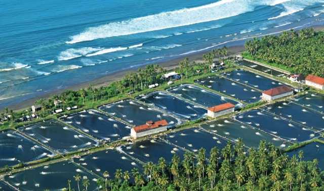 Indonesia: Giá tôm tăng trong tuần đầu tiên của năm 2022