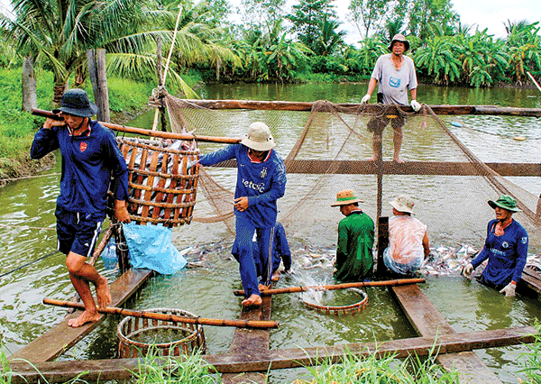 Duy trì tổng sản lượng thủy sản nuôi trồng và khai thác ở mức 8,73 triệu tấn