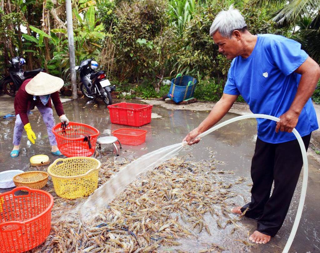 Cà Mau: Trúng mùa vụ tôm càng xanh nuôi trong ruộng lúa, con nào cũng tươi rói, bán được giá