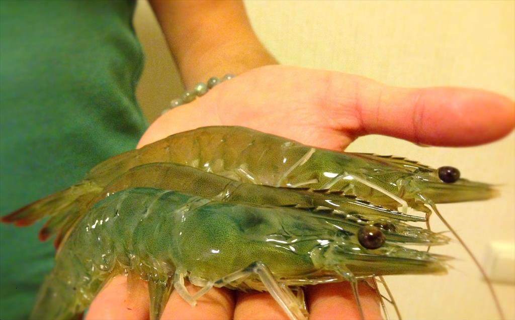 CP Foods dự đoán sản lượng tôm toàn cầu năm 2022 sẽ vượt 5 triệu tấn