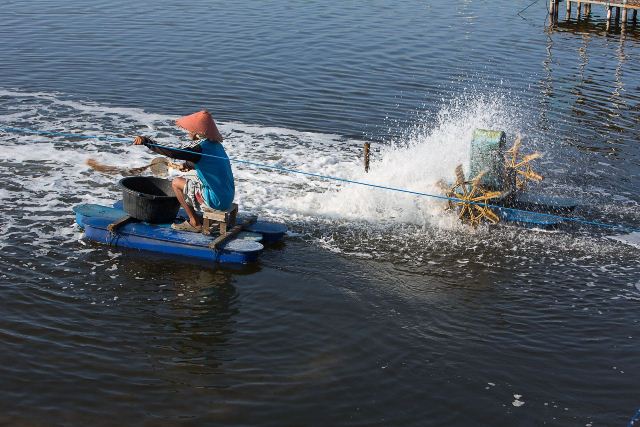 Giá tôm nguyên liệu của Indonesia tăng trở lại