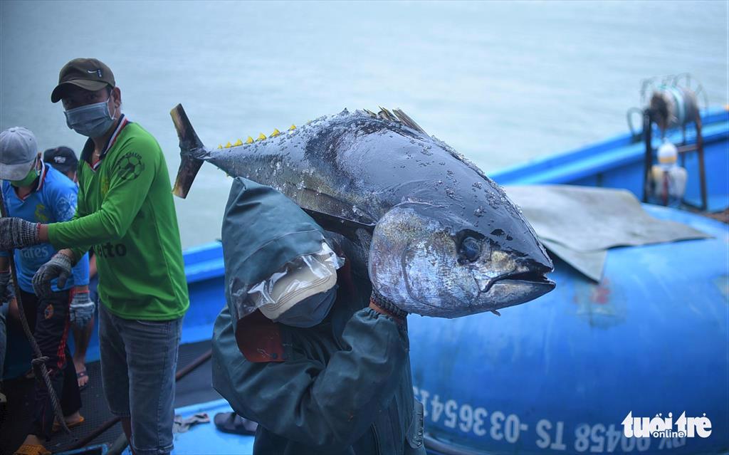 Tín hiệu vui đầu năm về một mùa biển khẳm thuyền