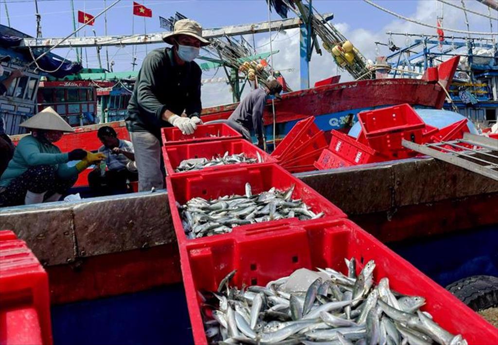 Ngư dân Quảng Ngãi trúng đậm cá nục điếu đầu năm mới