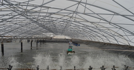 Chăn nuôi nhân đạo