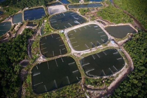 Giá tôm nguyên liệu của Thái Lan giảm trở lại trong tuần 5/2022 