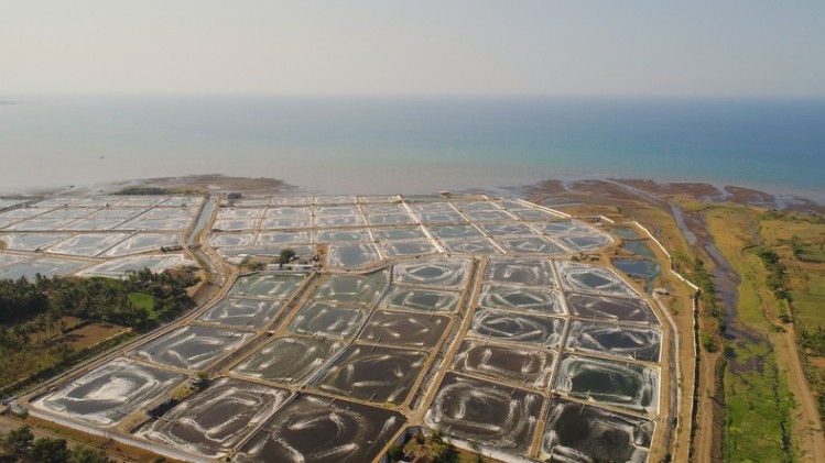 Giá tôm nguyên liệu của Indonesia ổn định trong tuần 5/2022 