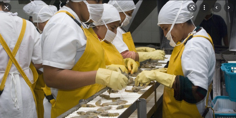 Nguyên nhân nào giúp xuất khẩu tôm của Ecuador đạt kỷ lục năm 2021?