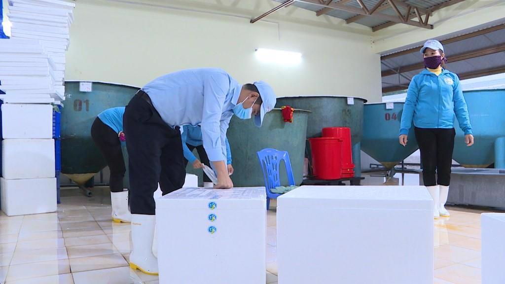 Công ty TNHH Việt Úc Quảng Ninh xuất 7 triệu tôm giống dịp đầu năm