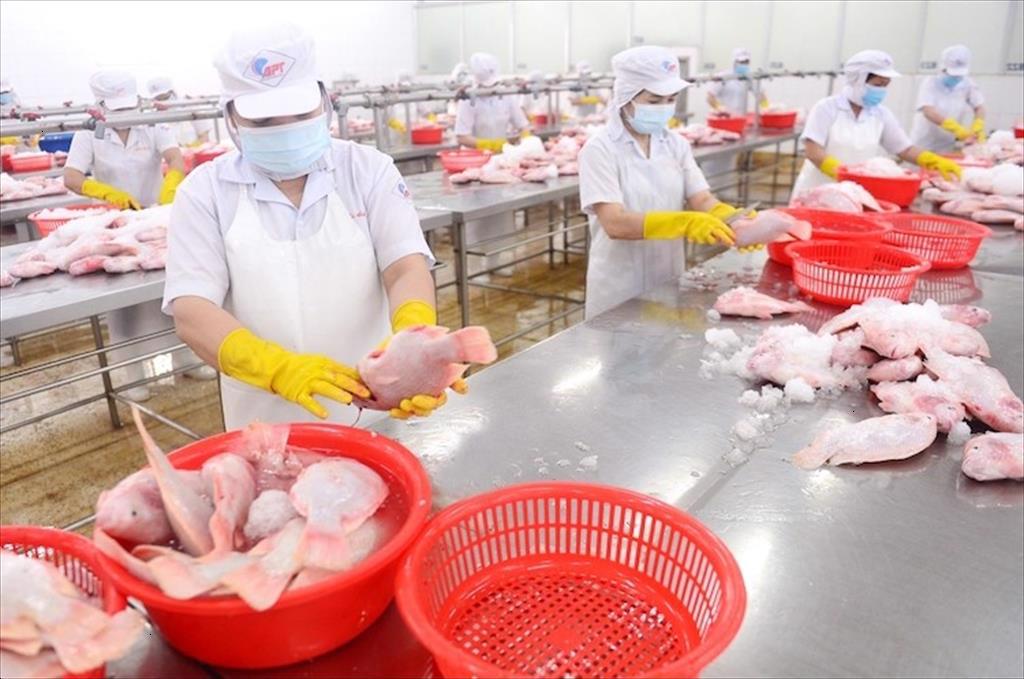 APT CO: 1 container of red tilapia was exported to Korea on New Year