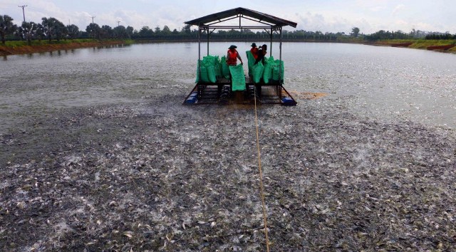 Dự báo năm nay sẽ là năm thú vị cho ngành tôm, cá Việt 