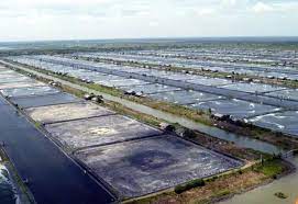 Indonesia đã lựa chọn được 5 địa điểm nuôi tôm mới 