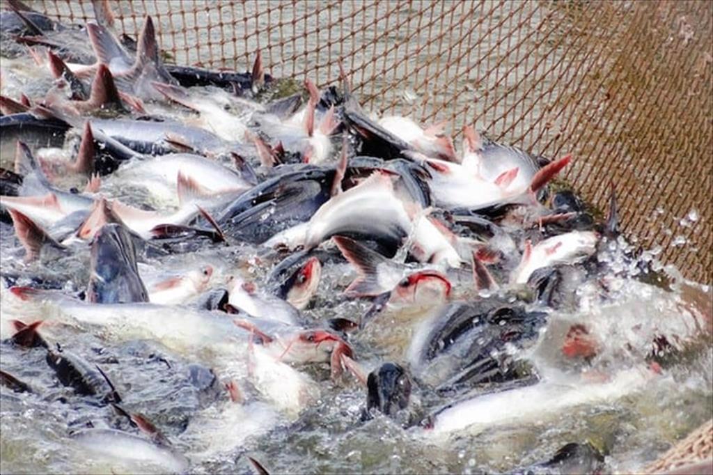 Pangasius prices soar, enterprises and farmers speed up production
