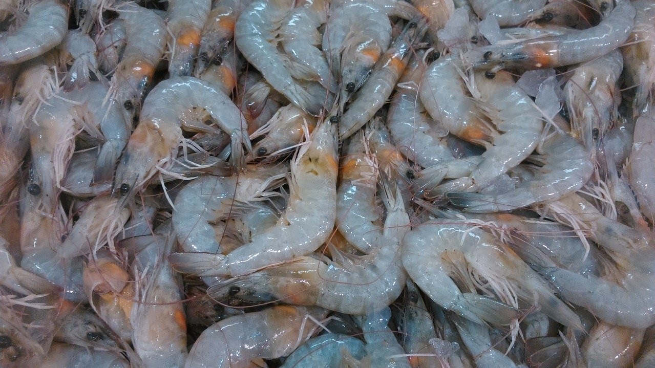 Nga khuyễn nghị tôm Ecuador cần được kiểm soát chặt chẽ hơn