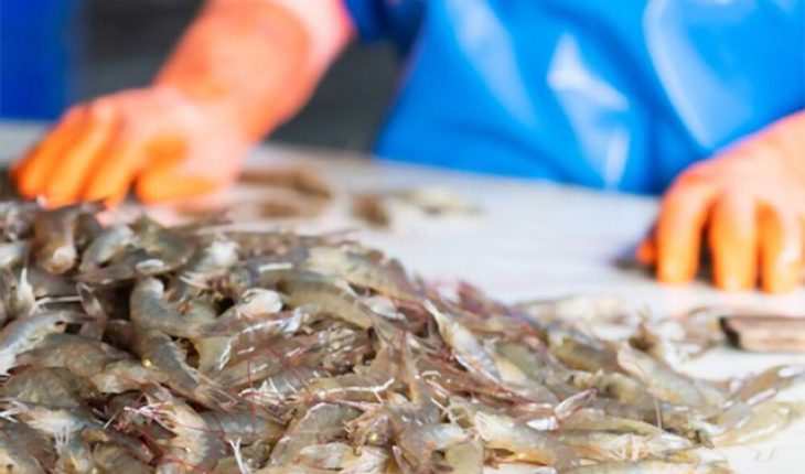 Hiệp định thương mại có thể thúc đẩy xuất khẩu tôm Ecuador sang Trung Quốc 