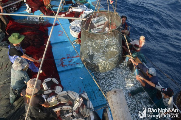 Xuất khẩu hải sản tháng 1/2022 đạt 345 triệu USD 