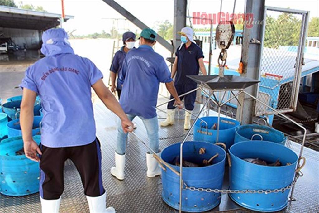 Hậu Giang: Sau tết có trên 95% người lao động trở lại làm việc