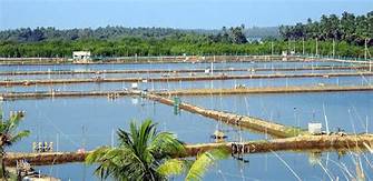 Ấn Độ kỳ vọng đạt kỷ lục xuất khẩu thủy sản