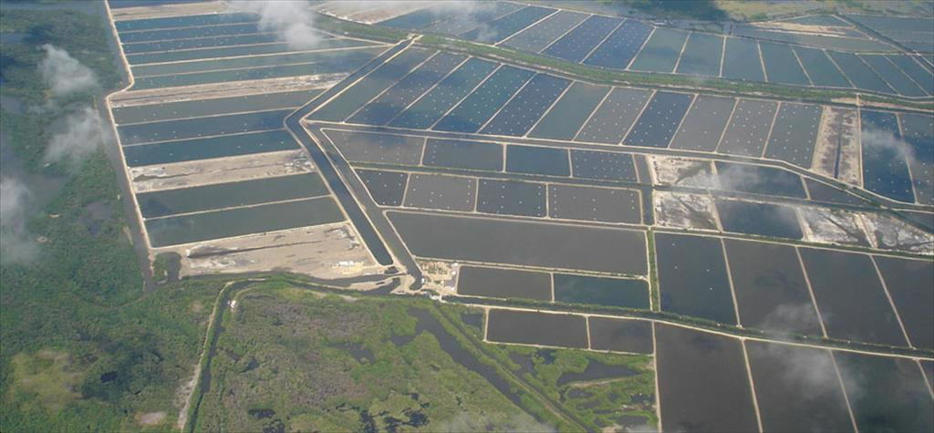 Giá tôm nguyên liệu tại một số nước cung cấp (tuần 4-tuần 8/2022) 