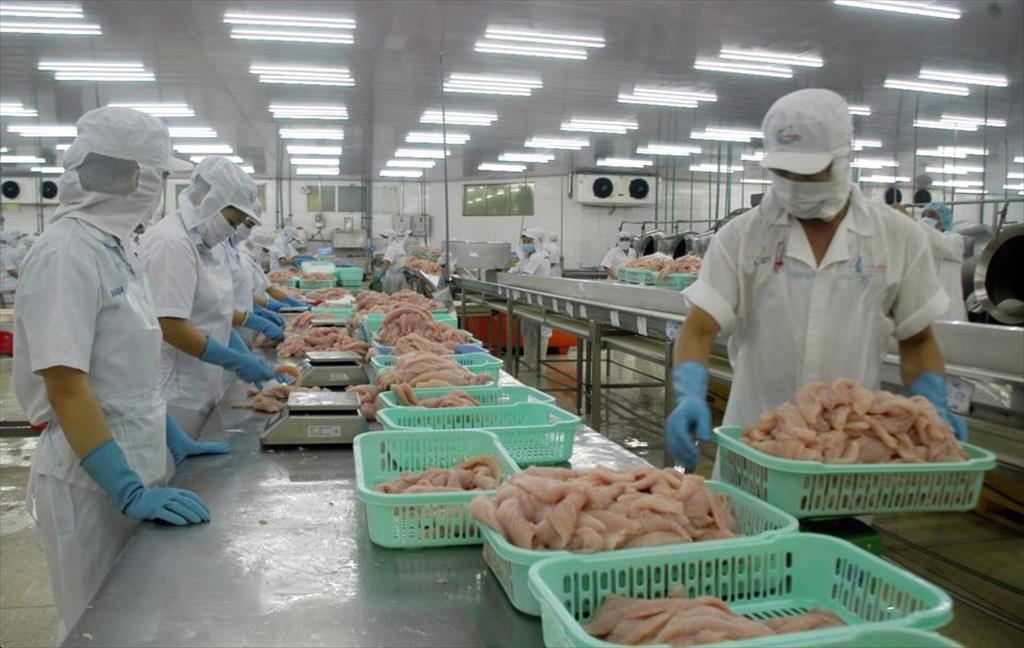 Không còn lô hàng cá tra bị cảnh báo về hóa chất, kháng sinh