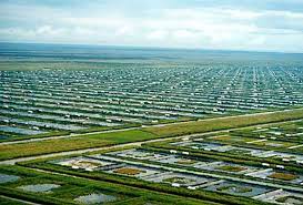 Giá tôm nguyên liệu của Indonesia tăng trong tuần 8