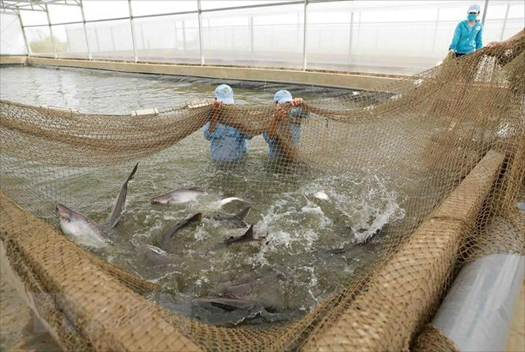 Pangasius industry aims to export over 1.6 billion USD in 2022