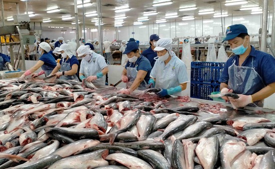 Giá cá tra tăng mạnh nhờ thị trường Mỹ