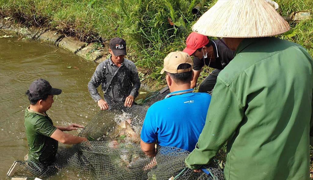 Suôn sẻ vụ cá đầu năm