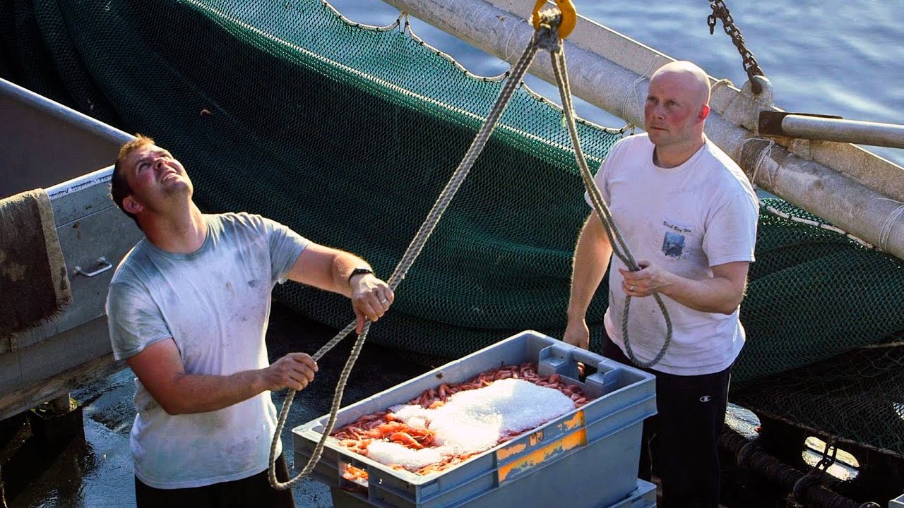 Giá tôm nước lạnh dự kiến tăng