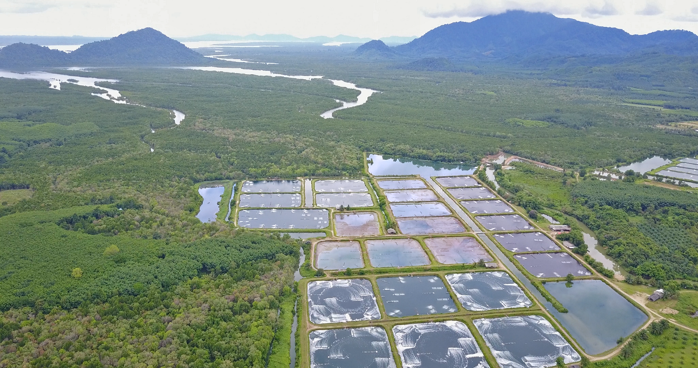 Indonesia: Giá tôm nguyên liệu tăng trong tuần cuối tháng 2/2022 