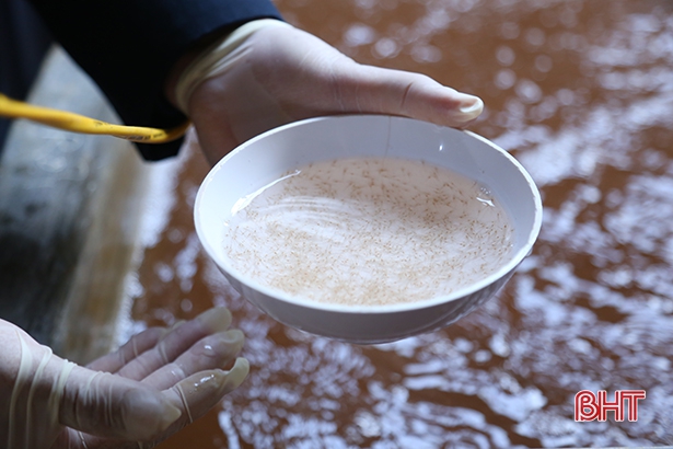 Hà Tĩnh kiểm soát chất lượng giống tôm vụ xuân hè 2022