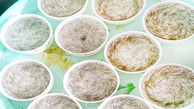 Xuất khẩu tôm: Nắm cơ hội để bứt phá