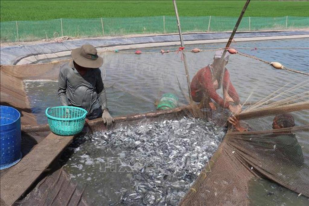 Giá cá tra giống tăng mạnh