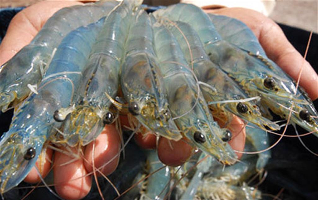 Cẩn trọng khi tăng nuôi tôm và cá tra xuất khẩu