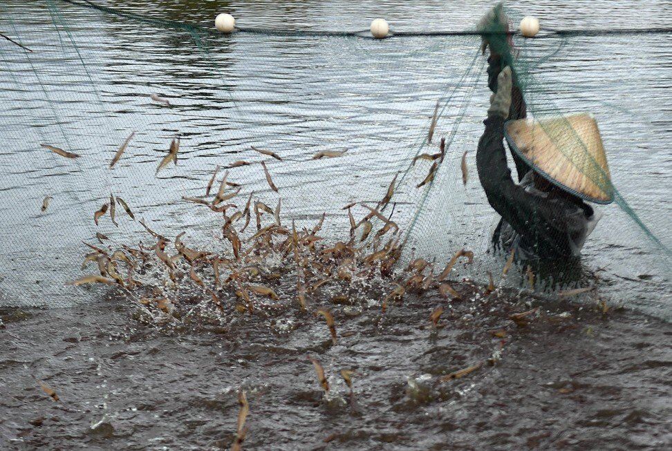 Giá tôm nguyên liệu của Trung Quốc tăng do nguồn cung thấp 