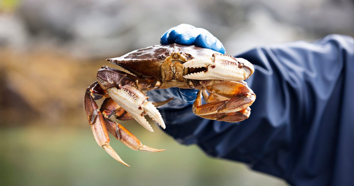 Mỹ tăng nhập cua trong năm 2021 